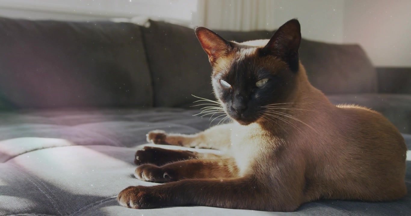 Un raggio di sole arriva, un gatto siamese si gode il calore mentre sbatte lentamente le palpebre e sposta lo sguardo di lato.