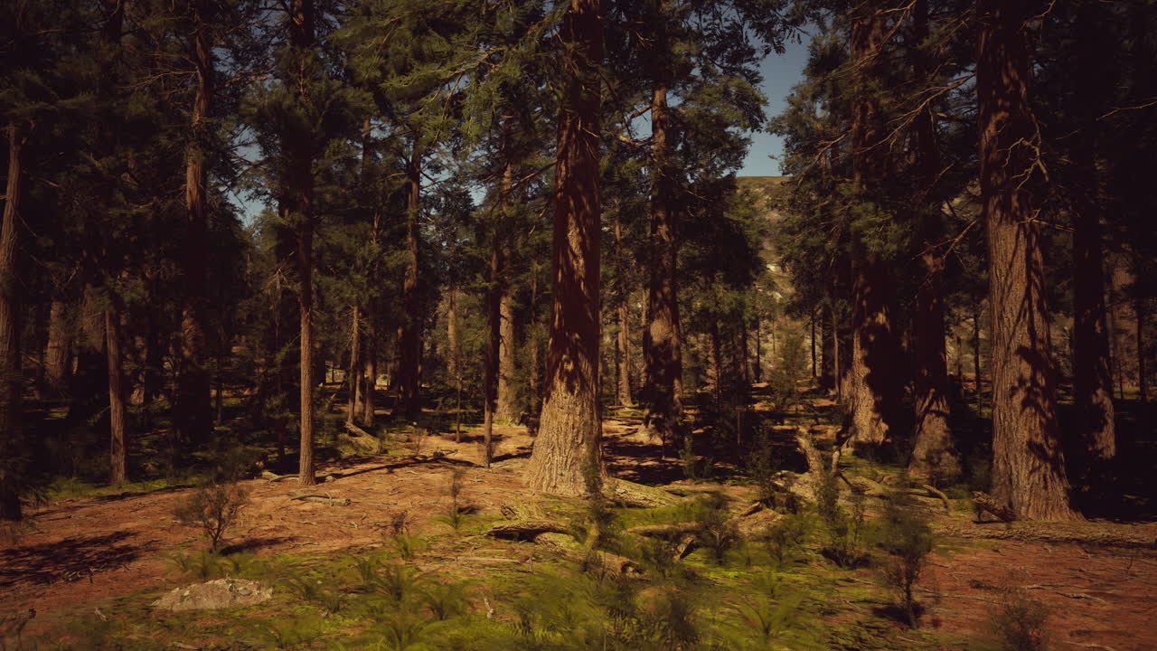 una hermosa vista de un bosque