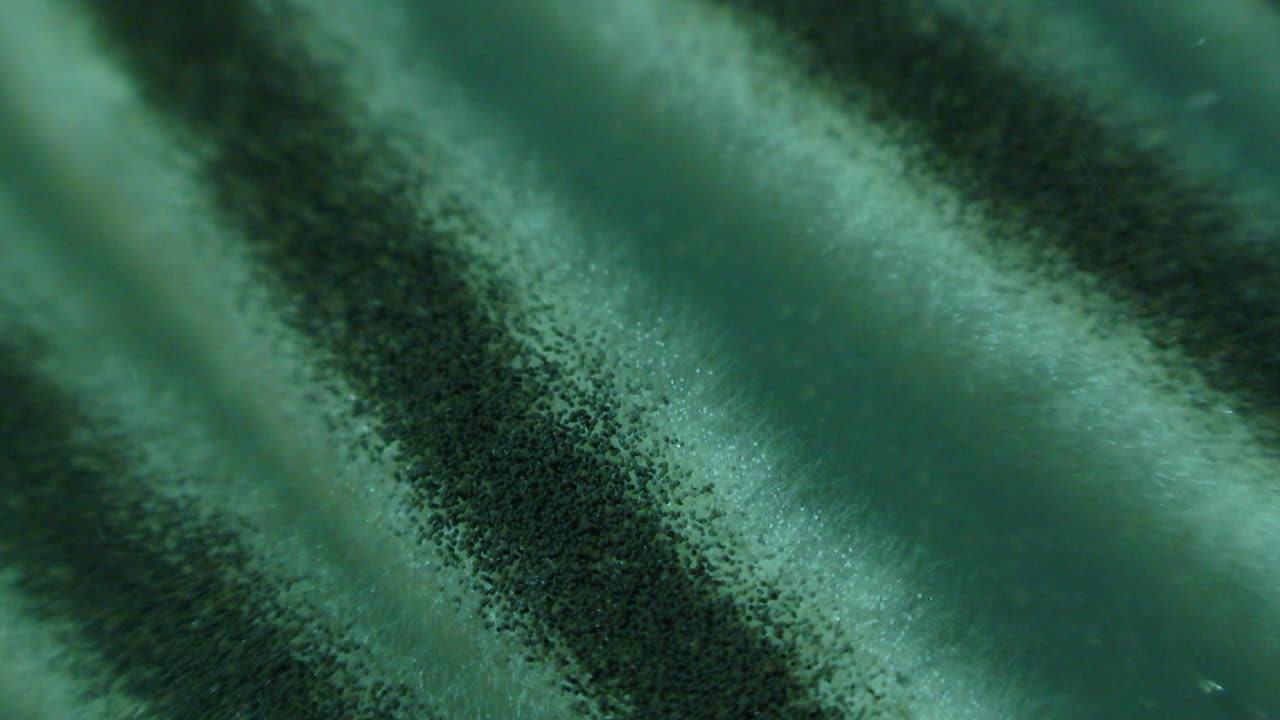 aspergillus niger crecimiento macro timelapse