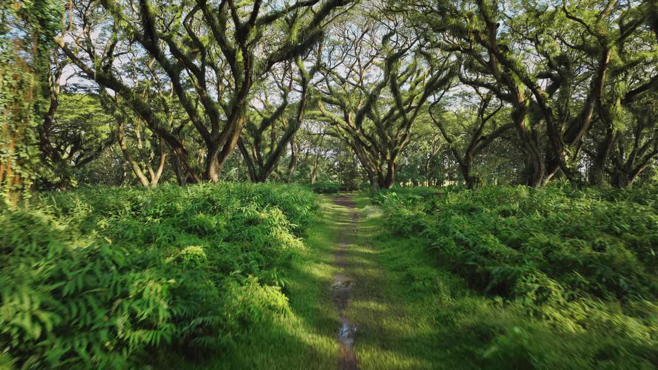 주황색 드레스를 입은 우아한 여인이 마법의 드 자와탄 숲을 헤매고 있습니다.