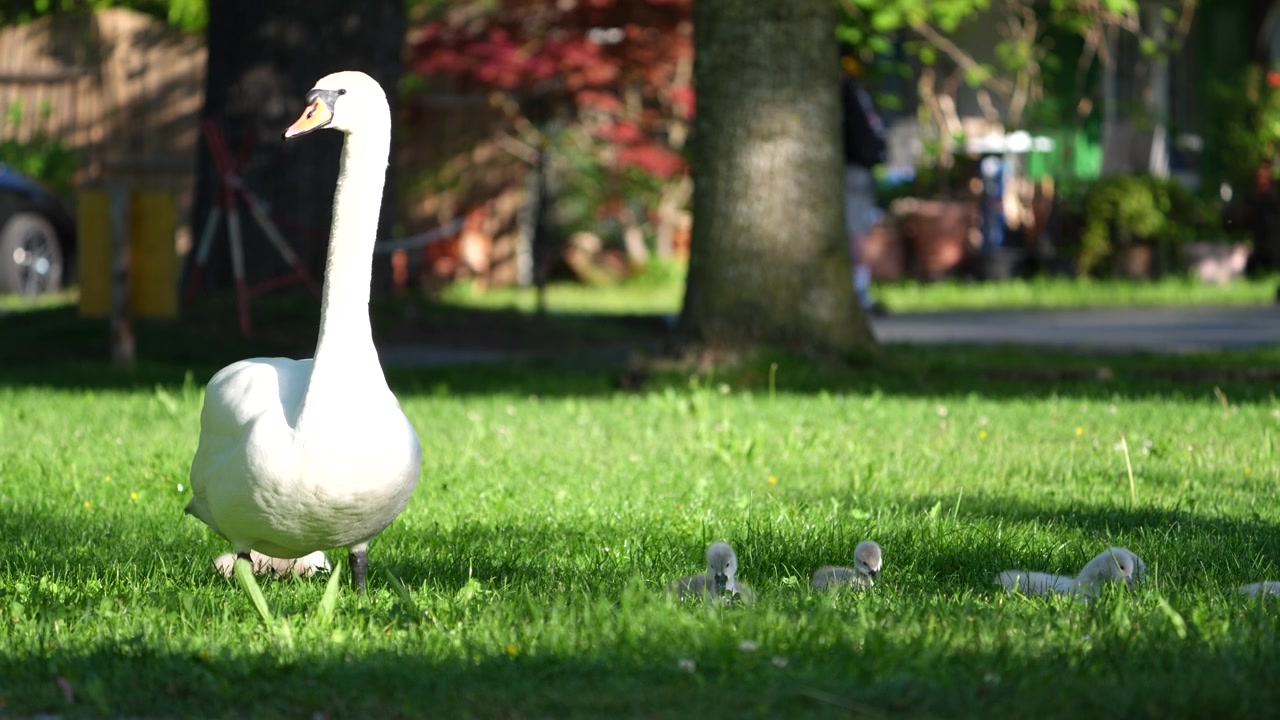 Un cigno bianco cammina attraverso un parco erboso con alberi e uno sfondo leggermente sfocato.