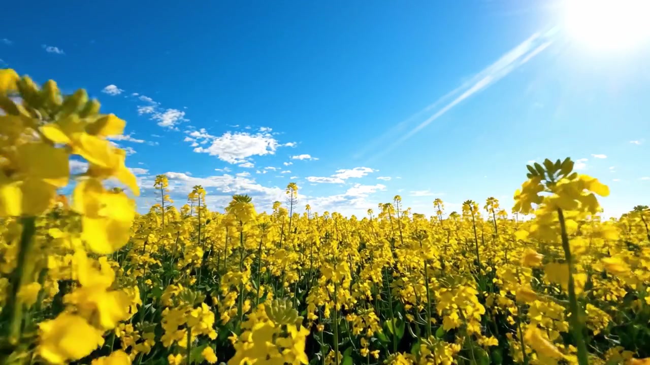 Un campo di fiori gialli vivaci sotto un cielo azzurro brillante: un paesaggio scenografico che mette in risalto la bellezza della natura in piena fioritura.