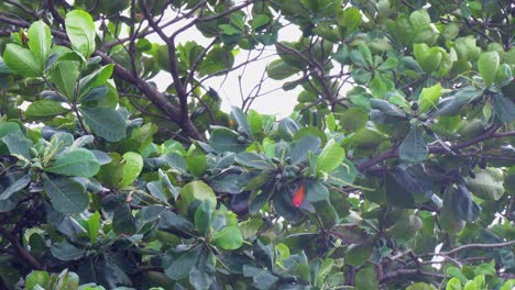 great green macaw parrot flock take flight from tropical almendro tree