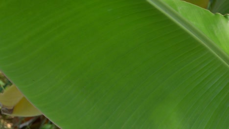 summer banana leaf close up