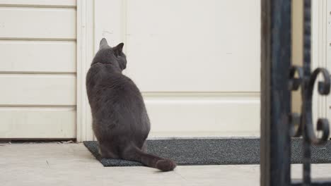 gray cat sitting on a mat outside a front door