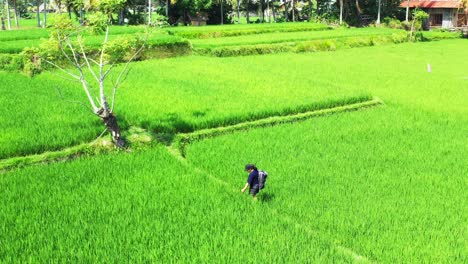 a young girl exploring lush green rice field on foot captured from the air