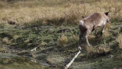 reindeer-walking-up-mossy-bank-from-pond-slomo