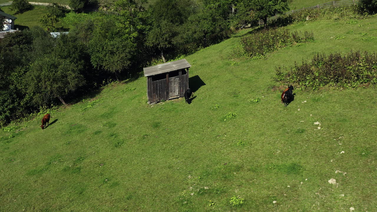 vacas de cría de montaña drones pueblo pequeño comiendo hierba mañana campo