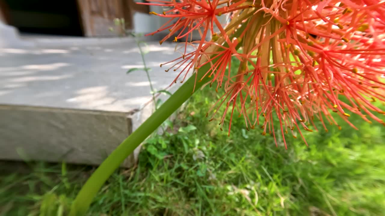 꽃이 피는 스카도쿠스 식물, 은 공 모양, 약한 녹색 줄기