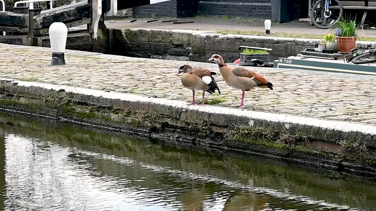 Pecking along Regents Canal, London, United Kingdom