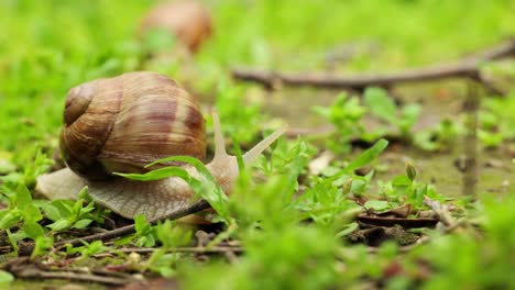 Garden Snail Slowly Moving On The Green Nature Landscape