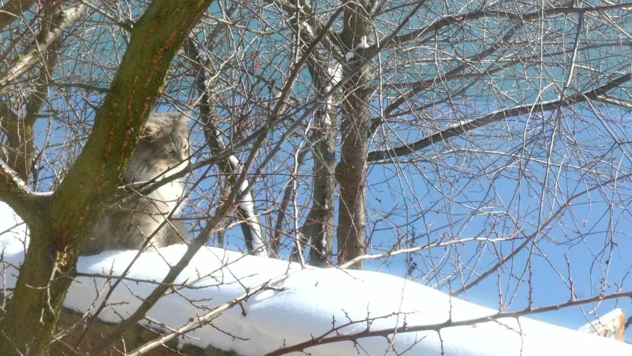 밖에서 앉아 있는 회색 고양이