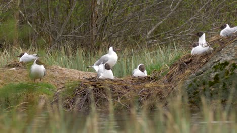 seagull colony living in peace - medium shot from a tripod