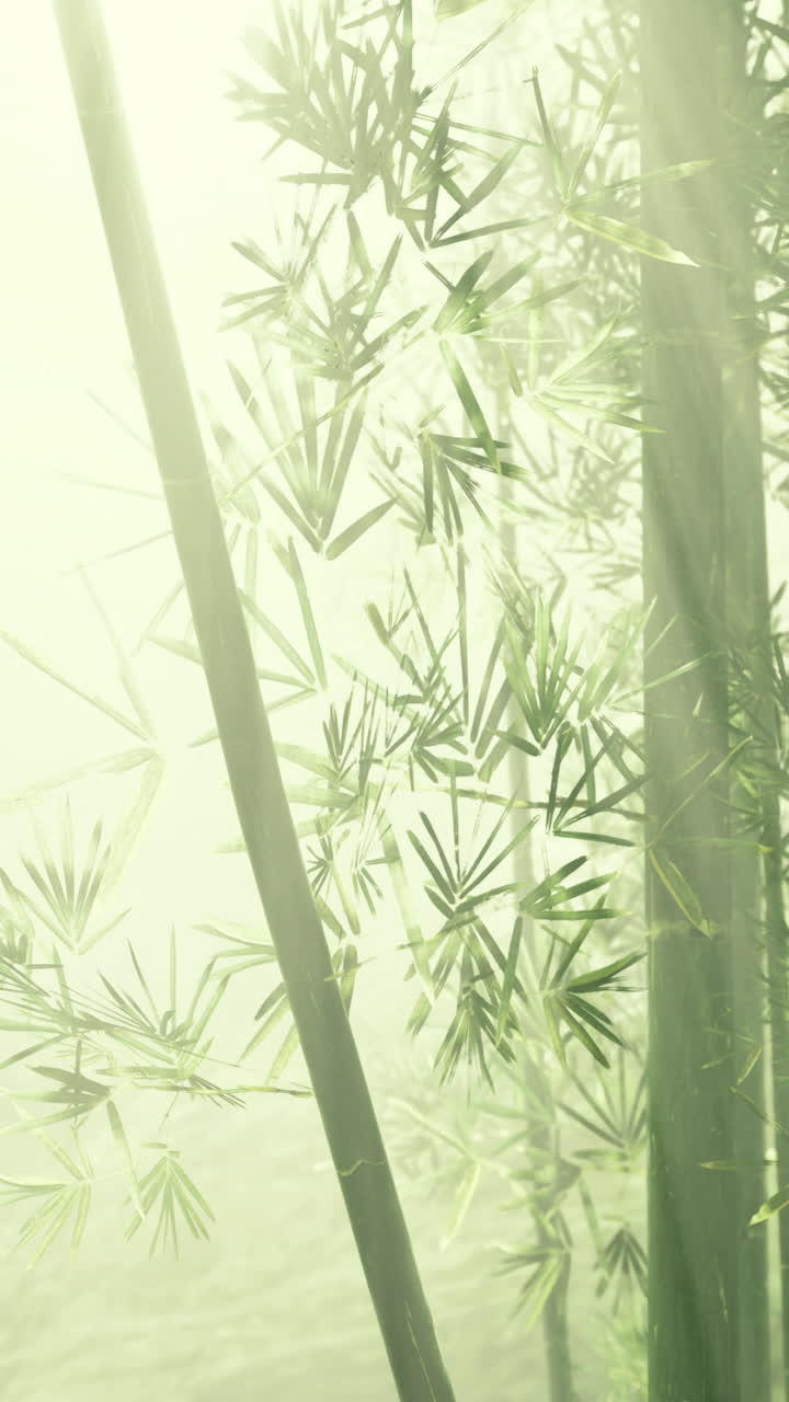 bosque de bambú envuelto en niebla durante la luz de la mañana temprano