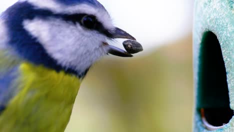 4k-Filmische-Zeitlupen-Makroaufnahme-Eines-Vogels,-Der-Zu-Einem-Vogelhäuschen-Fliegt-Und-Samen-Isst