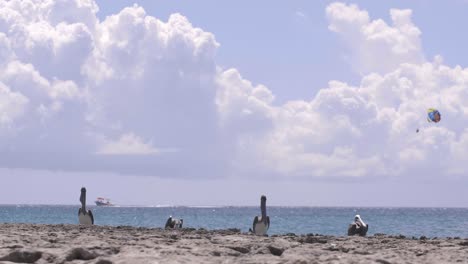 Schöne-Standbildaufnahme-Von-Pelikanen-In-Der-Karibik-Mit-Wolken-Und-Booten