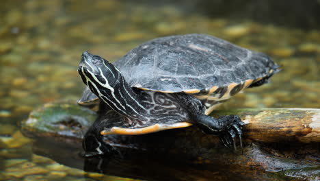 sleepy yellow-bellied slider turtle resting on wet log in shallow water opens eyes