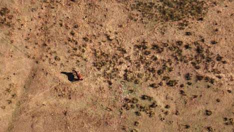 el caballo está vagando en cámara lenta desde arriba