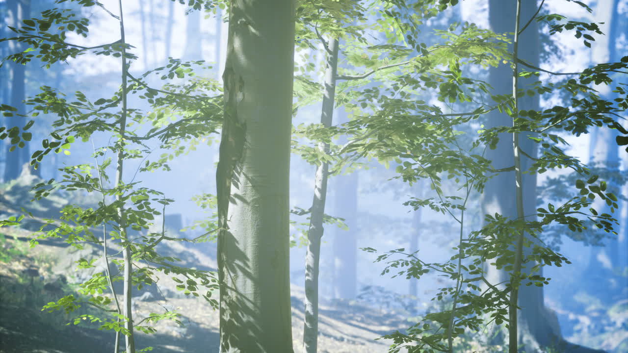 Forest landscape with sunlight filtering through leaves in the morning
