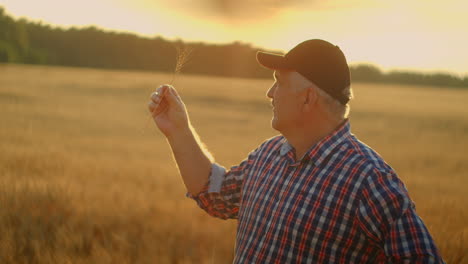 close up of senior adult farmer holding a spikelet with a brush of wheat or rye in his hands at sunset looking closely studying and sniffing enjoying the aroma in slow motion at sunset