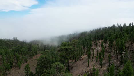 trees and clouds on tenerife