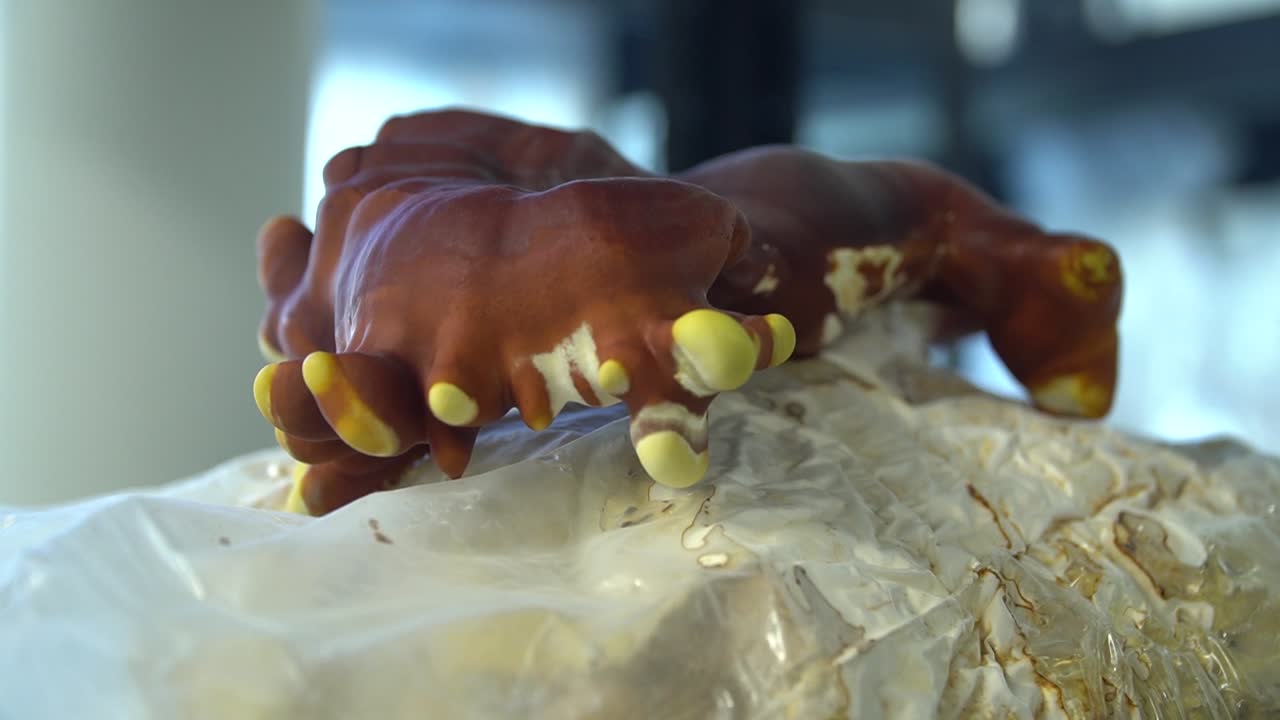 Close-up of a lab-grown mushroom, showing its unique structure and medicinal properties.