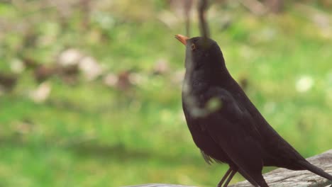 Medium-close-shot-of-a-Blackbird-sitting-on-an-old-table-with-a-metal-tray-on-it,-his-eye-framed-by-an-out-of-focus-branch,-singing