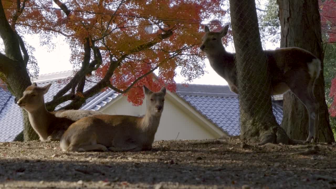 Close up of deer sitting on ground in Nara Deer Park during fall colors