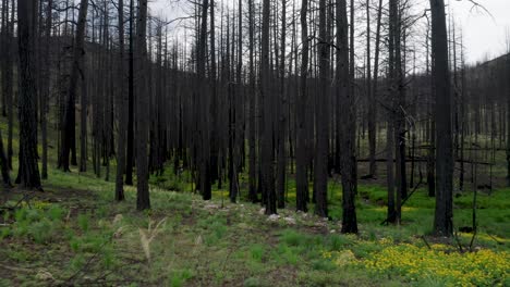 Verbrannte-Baumstämme-Im-Wald-Aufgrund-Eines-Waldbrandes-In-Willowcreek,-Oregon