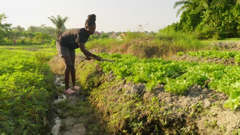 black female farmer shaping the land using hoe while working in a farm plantation in africa