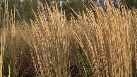 A-close-up-view-of-plants-moving-a-little-under-the-force-of-a-windy-day