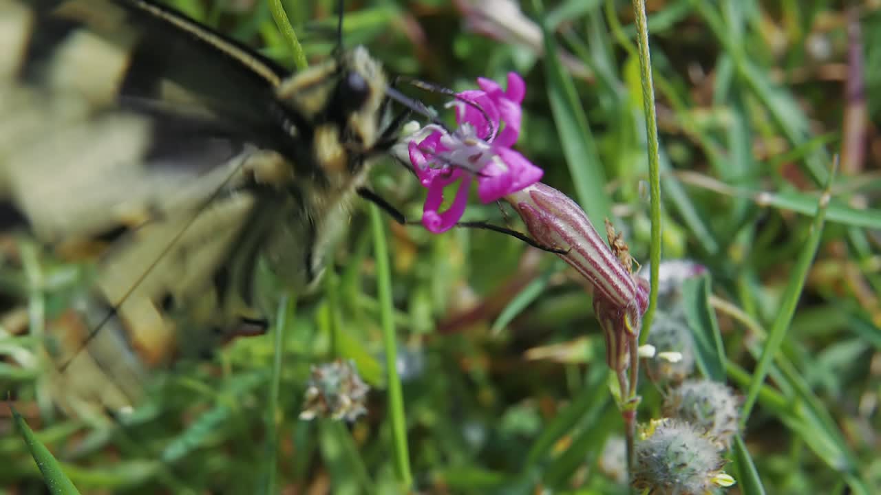 un primerísimo plano: hermosa mariposa monarca de vetas negras polinizando flores y se va volando, a cámara lenta