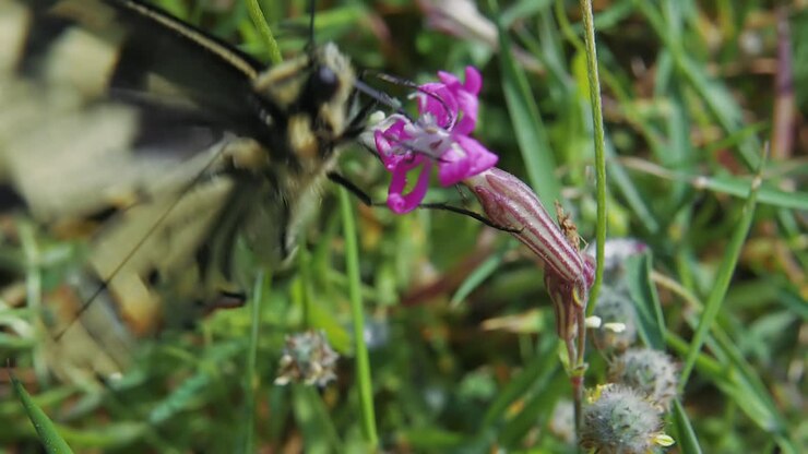 Primissimo piano: bellissima farfalla monarca con venature nere che impollina un fiore e vola via, in slow motion.