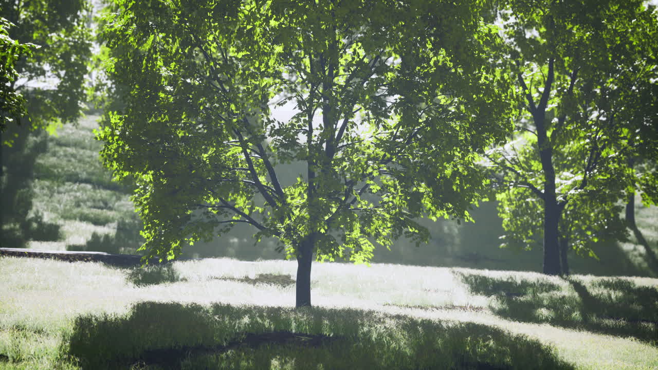 Lush green trees basking under soft sunlight in a serene meadow
