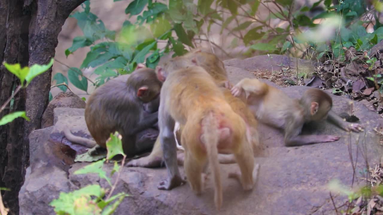 grupo de monos acicalándose y jugando, caídas de monos jóvenes, bosque de india - macaco rhesus
