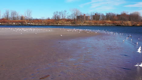 Ein-Niedriger-Drohnen-Dolly-Nähert-Sich-Einem-Schwarm-Möwen,-Die-Sich-Morgens-An-Einem-Ruhigen-Strand-Sonnen