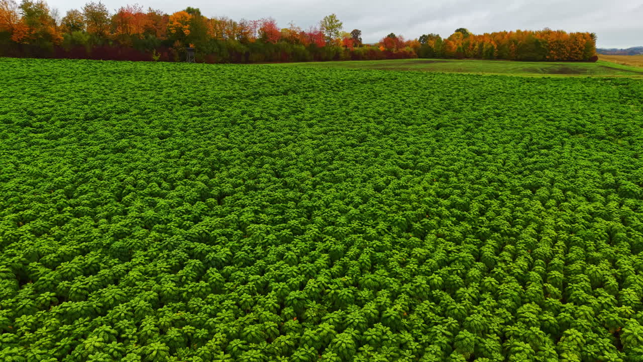 Lush green fields stretch under a cloudy sky in autumn, showcasing nature's beauty around the harvest season in rural America