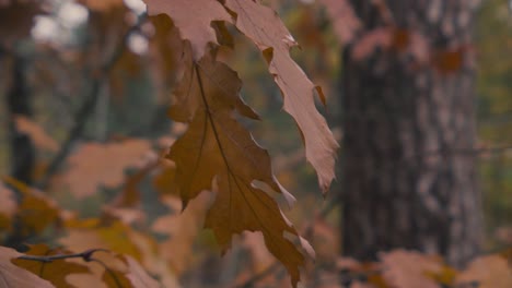 orange deciduous leaves of a forest. detail shot