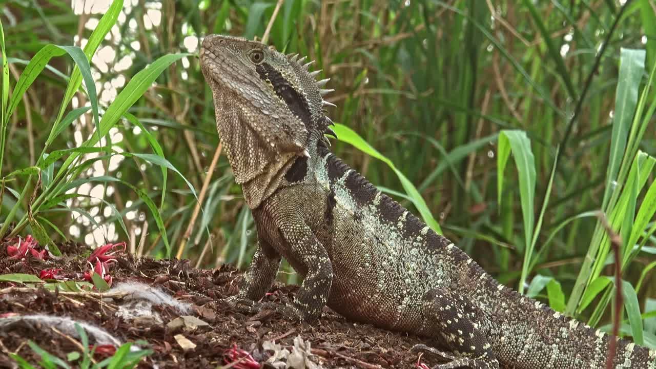 큰 비늘 도마뱀은 눈만 움직이는 조각상처럼 가만히 서 있습니다.