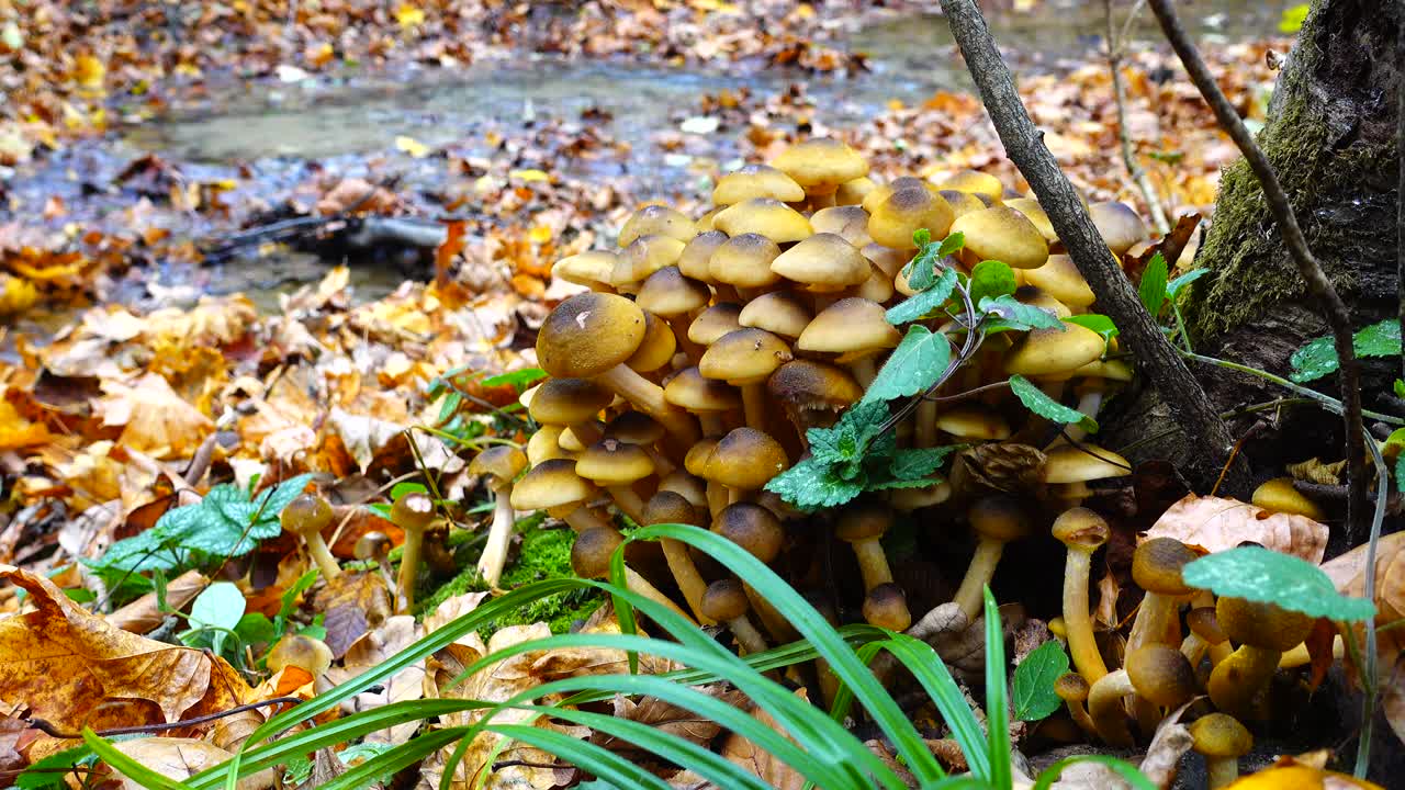 Funghi chiodini nel bosco autunnale.