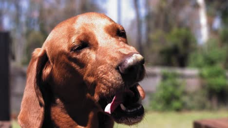 dog licks peanut butter from his nose repeatedly