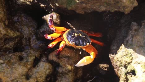 Cangrejo-Rojo-De-La-Isla-De-Navidad-Comiendo-Minerales