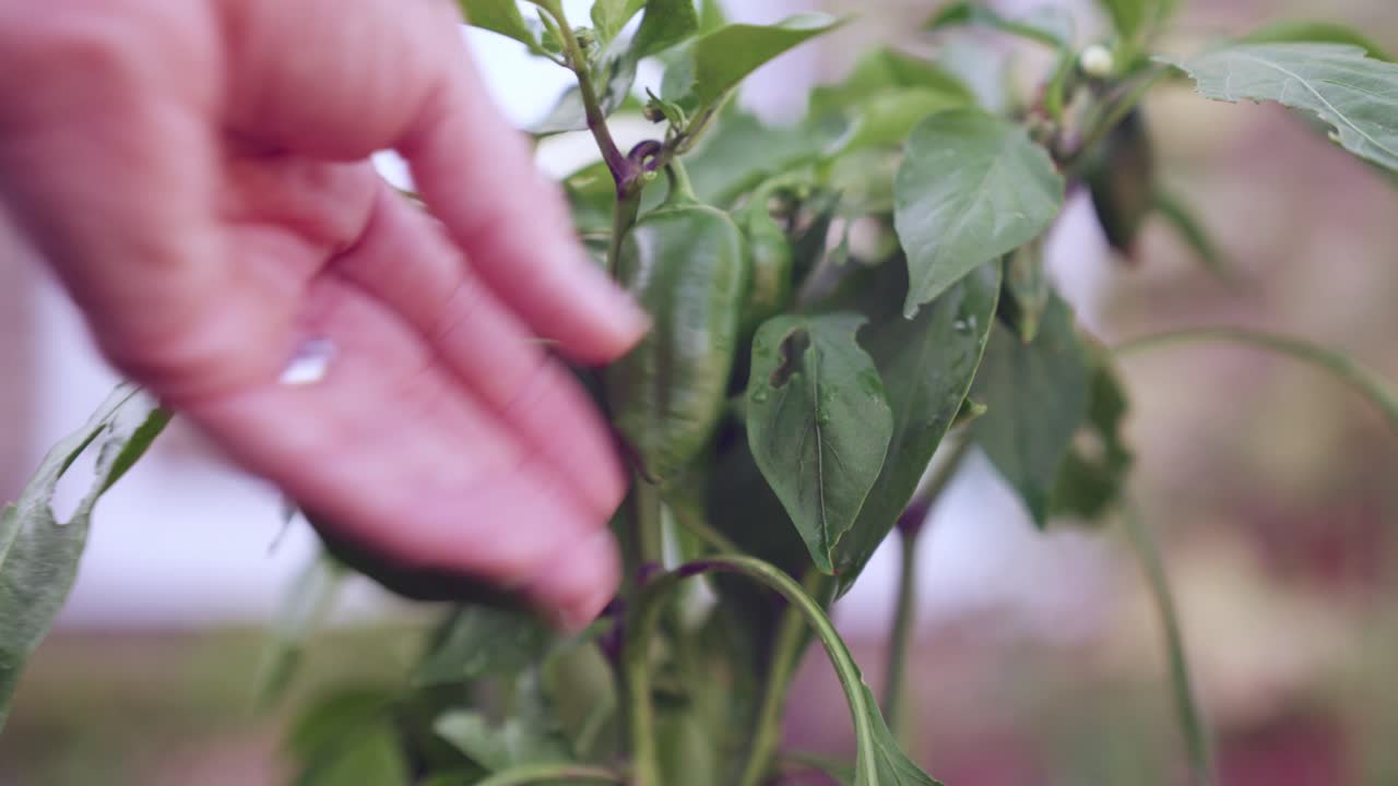 una mano revisando y tocando pimientos verdes frescos de cosecha propia en el jardín