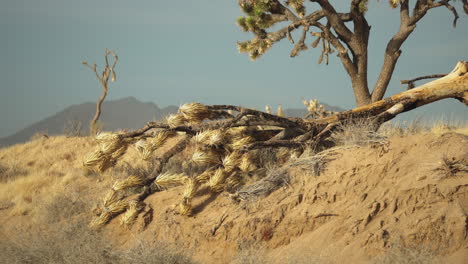 dead cactus in the mojave nationa preserve