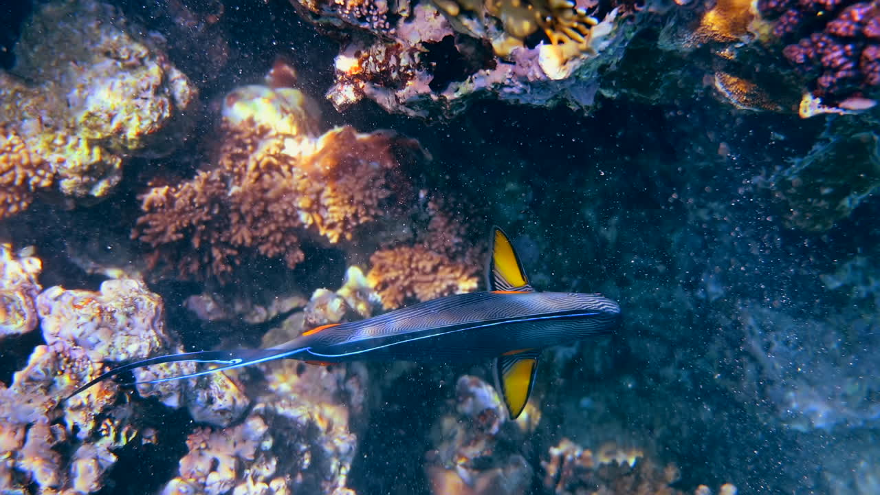 Close up of a Sohal surgeonfish swimming near a coral reef