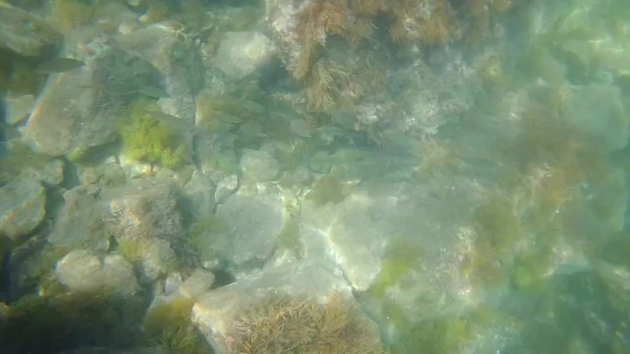 Riprese subacquee di piccoli pesci che nuotano intorno a un fondale roccioso coperto di alghe in acque limpide del Mediterraneo.
