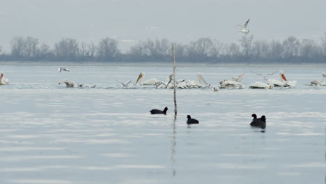 Eine-Gruppe-Krauskopfpelikane-Schwimmt-In-Zeitlupe-Im-Kerkini-See-In-Griechenland