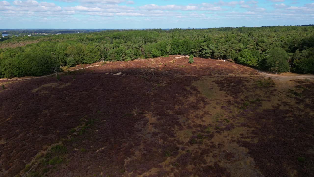 vista aérea por drones de la floración de brezo en mookerheide, países bajos