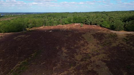 Aerial-Drone-View-Of-Heath-Bloom-In-Mookerheide,-Netherlands