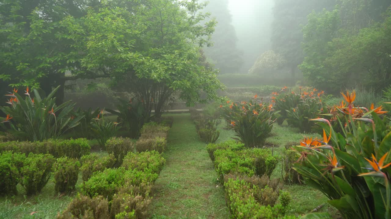 새처럼 생긴 꽃 - 학꽃 - 페나공원 전체가 안개로 뒤덮인 페나공원에 자생